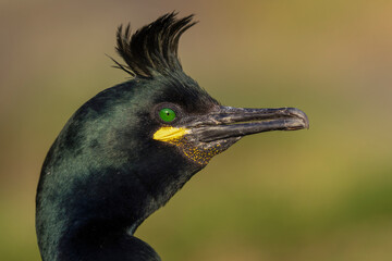 Shag cormorant, Phalacrocorax/Gulosus aristotelis, Hornoya bird cliff island, Vardoe, Varanger Peninsula, Finnmark, Norway