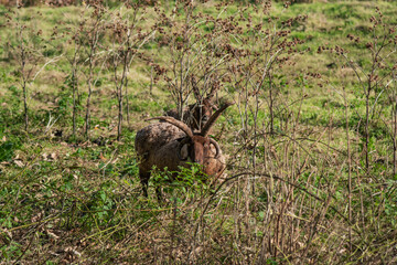 Manx Loaghtan sheep in open pasture - 0