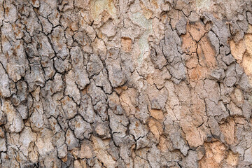 Close-up texture of tree bark in brown beige tones.