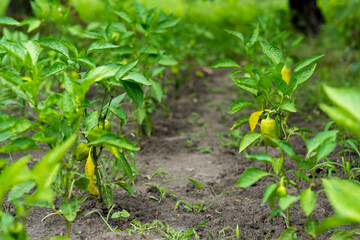 Sweet young green peppers grow on bush in vegetable garden. New harvest. Summer. Wet leaves after rain. Locally grown.