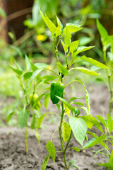 Sweet young green peppers grow on bush in vegetable garden. New harvest. Summer. Wet leaves after rain. Locally grown.