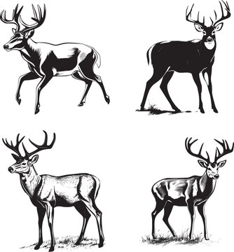Whitetail Buck, dynamic pose simple graphic, cartoon vector art, sticker, black on white background 