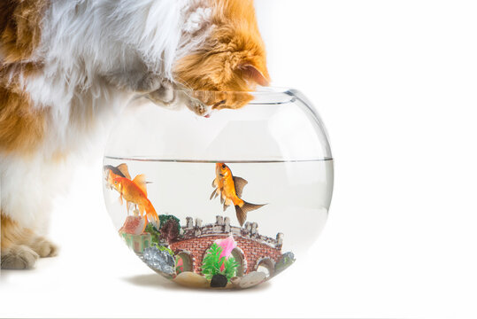 Cat Looking At Fish Bowl