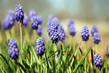 Closeup of a pot of Grape Hyacinth blooms, Derbyshire England
