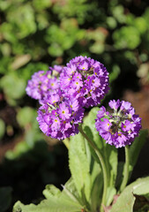 Sunlit Drumstick Primula flowers, Derbyshire England
