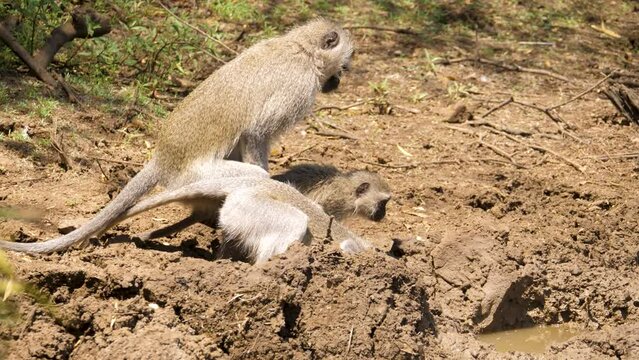 Male vervet monkey asserts dominance, chasing mother and youngster from drinking water, close up