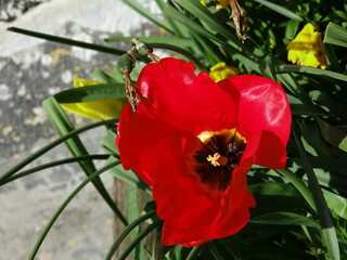 Tulipe rouge