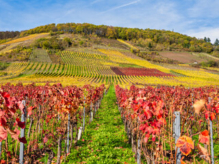Colorful vineyards rows on steep slopes in Ellenz-Poltersdorf village during autumn, Cochem-Zell district, Germany