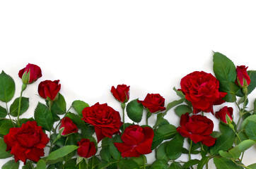 Red roses on a white background with space for text. Top view, flat lay
