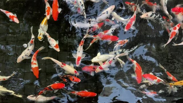 Variety size and colors of Koi fishes in the pond