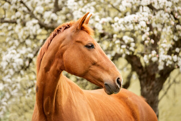 portrait of a brown horse white in spring
