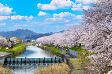 The beauty of cherry blossoms in full bloom, Ukiha City, Japan