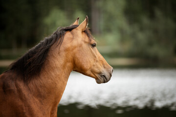 portrait of a brown horse in nature