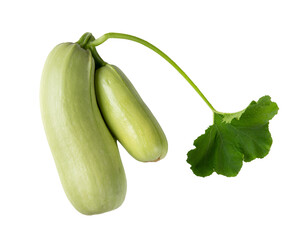 Fresh double zucchini with leaf isolated. Organic vegetable.