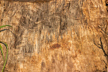 inner bark of stems and roots of woody plants, smooth bark surface, golden, brown, red color