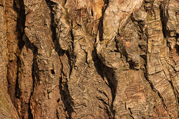 the outer bark of a tree close-up, the texture of the bark of a tree, wood, bark of a woody plant