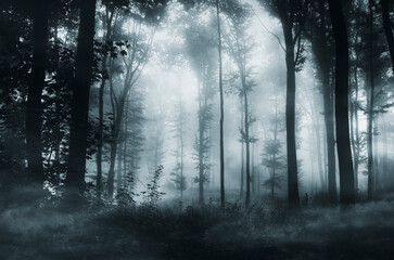 Fototapeta premium scary dark woods background, foggy night landscape