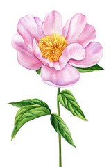 Watercolor flora. Peony flower, pink flower and green leaves  isolated background.