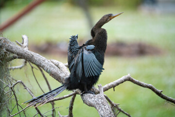 A big anhinga bird resting on tree branch in Florida wetlands