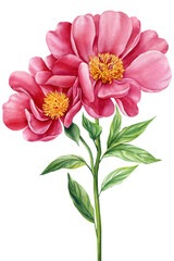 Watercolor flora. Peony flower, pink flower and green leaves  isolated background.