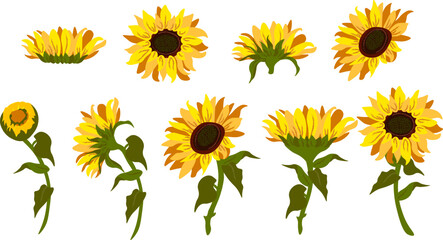 sunflower isolated on white vector illustration