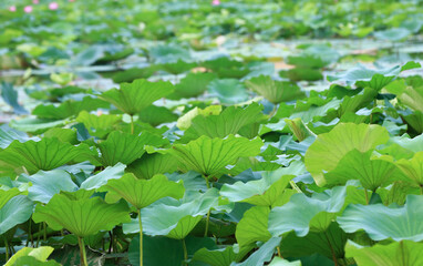 Blooming lotus in the pond
