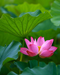 Obraz premium Blooming lotus in the pond