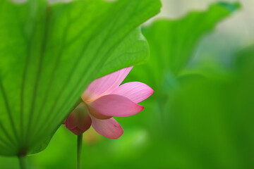 Blooming lotus in the pond