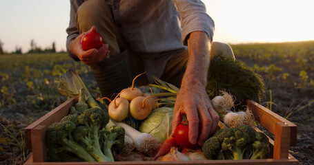 Farmer putting fresh tomatoes in box of veggies. Local ranch worker examining newly collected crops...