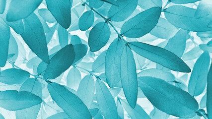 Light vegetable background from honeysuckle leaves. Turquoise tinted nature wallpaper from the foliage of a fruit bush. Abstract plant backdrop. Beautiful plants pattern. Leaf texture