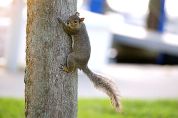 Beautiful wild gray squirrel climbing tree trunk in summer town park - obrazy, fototapety, plakaty