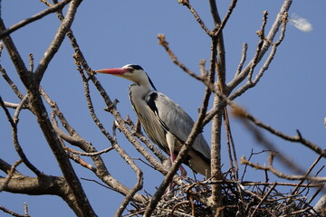 木にとまるアオサギ