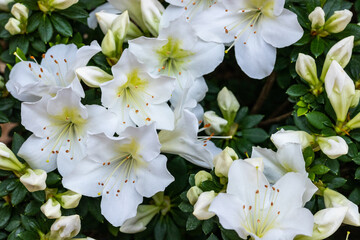 White flowers in a garden. Close up.