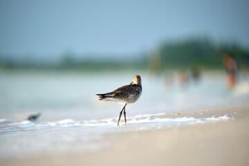 Large-Billed Dowitcher wild sea bird looking for food on seaside in summer