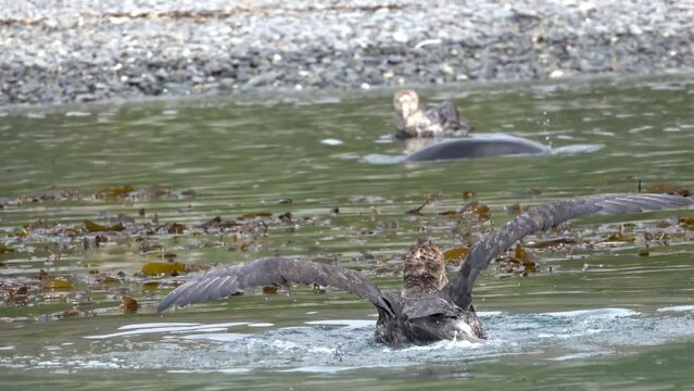 Southern Giant Petrel feeding in the water
, South Georgia Island, Antarctica, 4K, 2023
