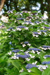 紫陽花、あじさい、アジサイ、花、紫の花、大きい花、6月、梅雨、雨、日本、ピンク、額紫陽花、額アジサイ、ブルー、白、緑、自然、としまえん、2019、東京、練馬、植物、綺麗、カラフル、クローズアップ、