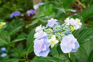 紫陽花、あじさい、アジサイ、花、紫の花、大きい花、6月、梅雨、雨、日本、ピンク、額紫陽花、額アジサイ、ブルー、白、緑、自然、としまえん、2019、東京、練馬、植物、綺麗、カラフル、クローズアップ、