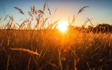 Embracing the Golden Hour: A Captivating Display of Warmth and Vibrant Beauty