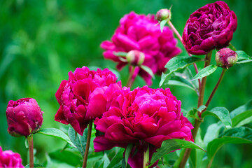 Beautiful burgundy peonies blooming in the garden close-up