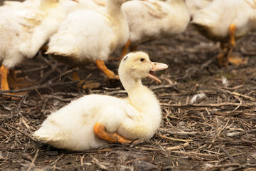 A small yellow duckling with an open beak outdoors.