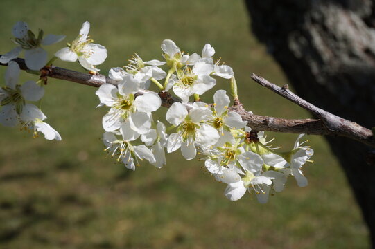 White Cherry Blossoms on Tree Limb with Green Grass Background