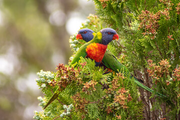 rainbow lorikeet parrot