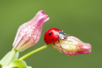 Macro shots, Beautiful nature scene.  Beautiful ladybug on leaf defocused background