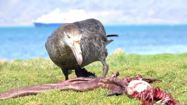 Southern Giant Petrel feeding on a carcass  
South Georgia Island, 4K, 2023
