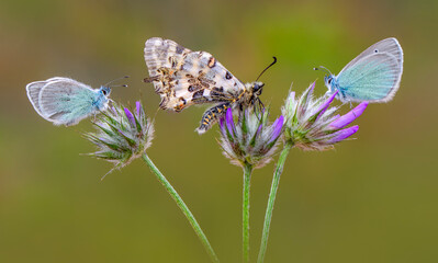 Macro shots, Beautiful nature scene. Closeup beautiful butterfly sitting on the flower in a summer garden.