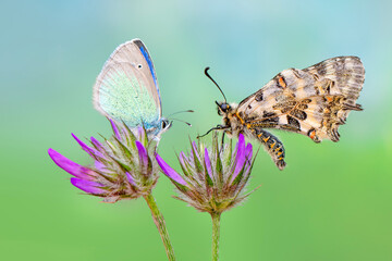 Macro shots, Beautiful nature scene. Closeup beautiful butterfly sitting on the flower in a summer garden.