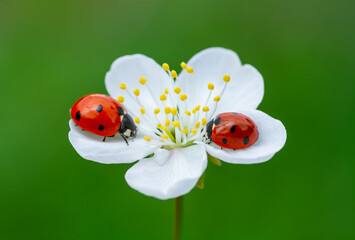 ladybug on spring flower