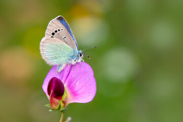 Macro shots, Beautiful nature scene. Closeup beautiful butterfly sitting on the flower in a summer garden.