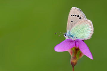 Macro shots, Beautiful nature scene. Closeup beautiful butterfly sitting on the flower in a summer garden.