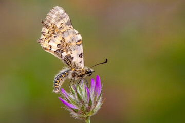 Macro shots, Beautiful nature scene. Closeup beautiful butterfly sitting on the flower in a summer garden.